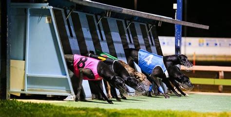 Angle Park Greyhound Long Form (Race 5) .